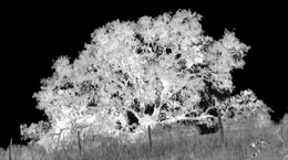 l'albero re: la quercia